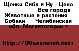 Щенки Сиба и Ну › Цена ­ 35000-85000 - Все города Животные и растения » Собаки   . Челябинская обл.,Магнитогорск г.